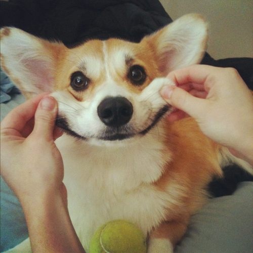 happycorgi
