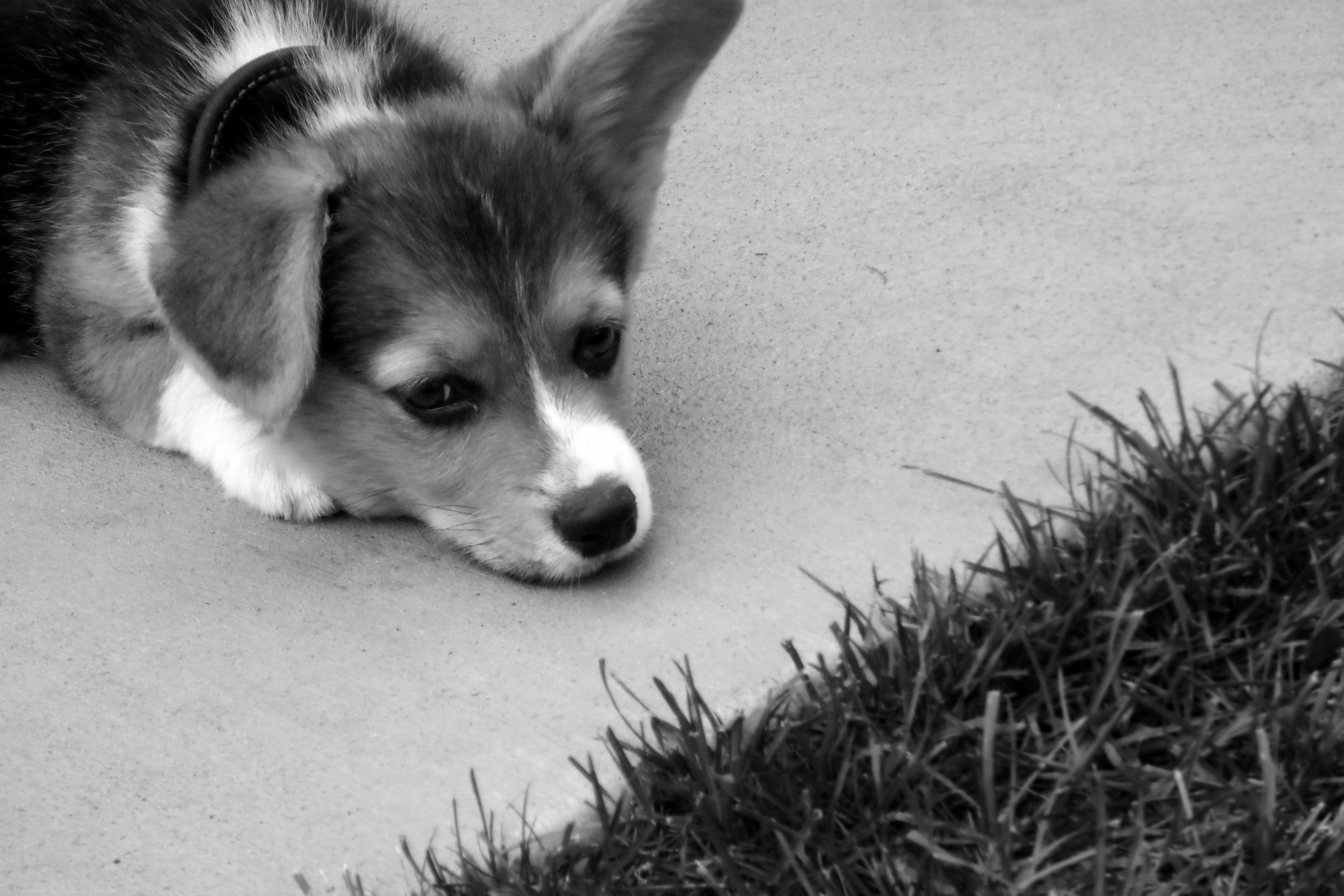 sadcorgi
