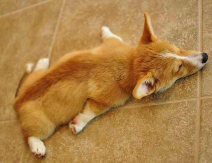 corgisleep